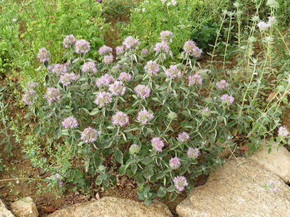 Monardella villosa in an herb garden.