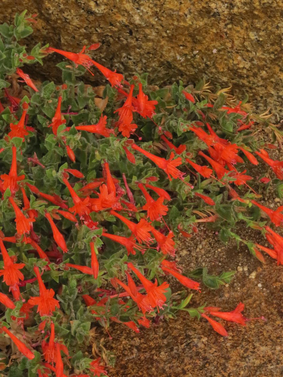 Zauschneria latifolia viscosa Arcitc cirlce is a high elevation California fuchsia.  - grid24_24