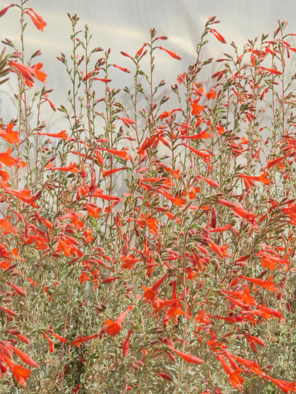 Epilobium Zauschneria californica Bert's Bluff named for the founder of Las Pilitas Nursery.