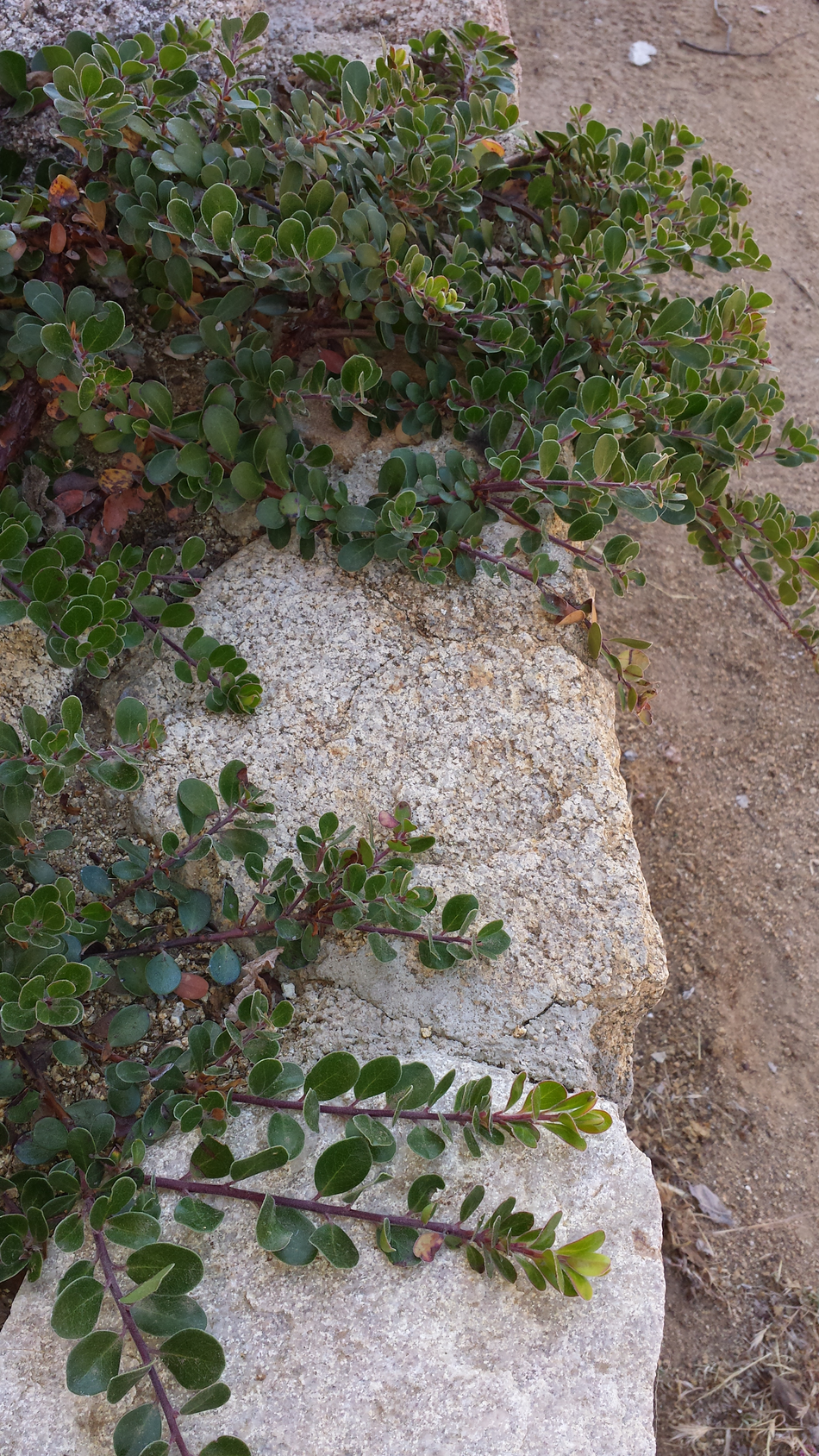 Arctostaphylos uva-ursi 'point reyes' growing on top of a rockwall.