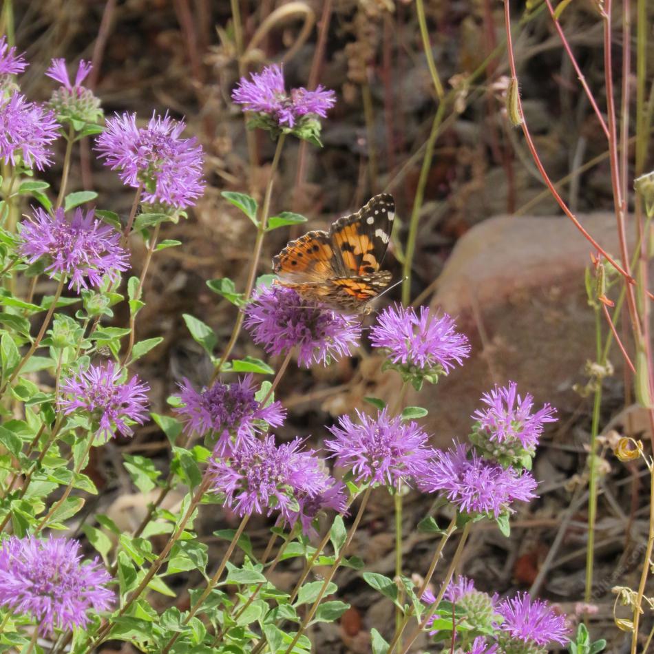 Monardella subglabra, Butterfly Mint Bush, with a painted lady butterfly. 
