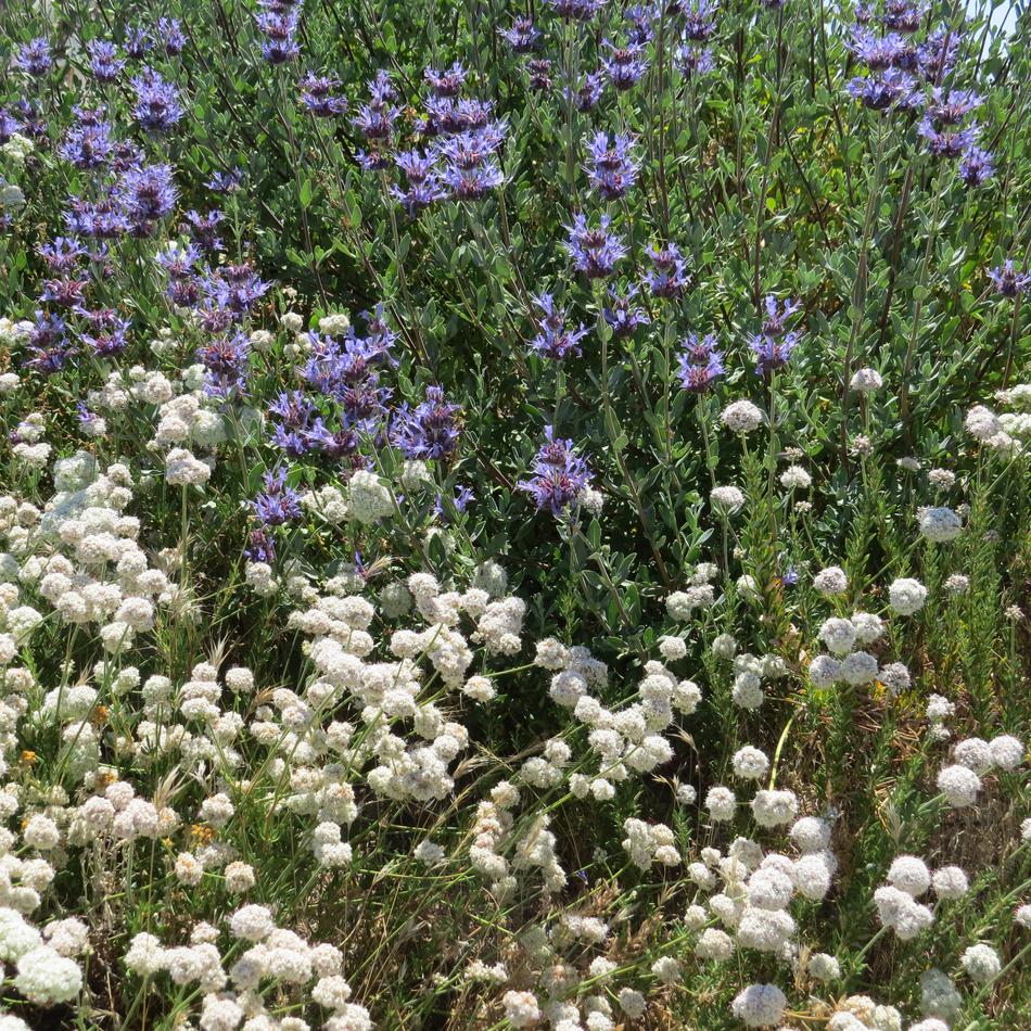 Eriogonum fasciculatum var. foliolosum, California Buckwheat.