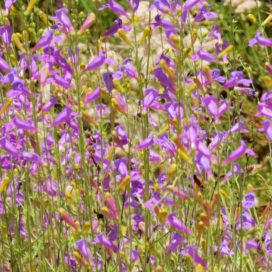 Penstemon heterophyllus, Foothill Penstemon  - grid24_24
