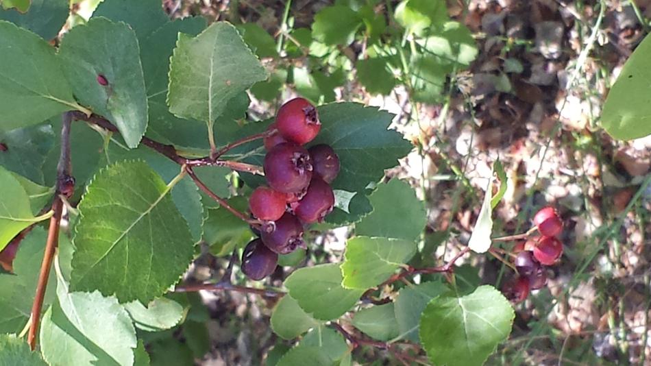 Close up of the fruit of Crataegus douglasii 