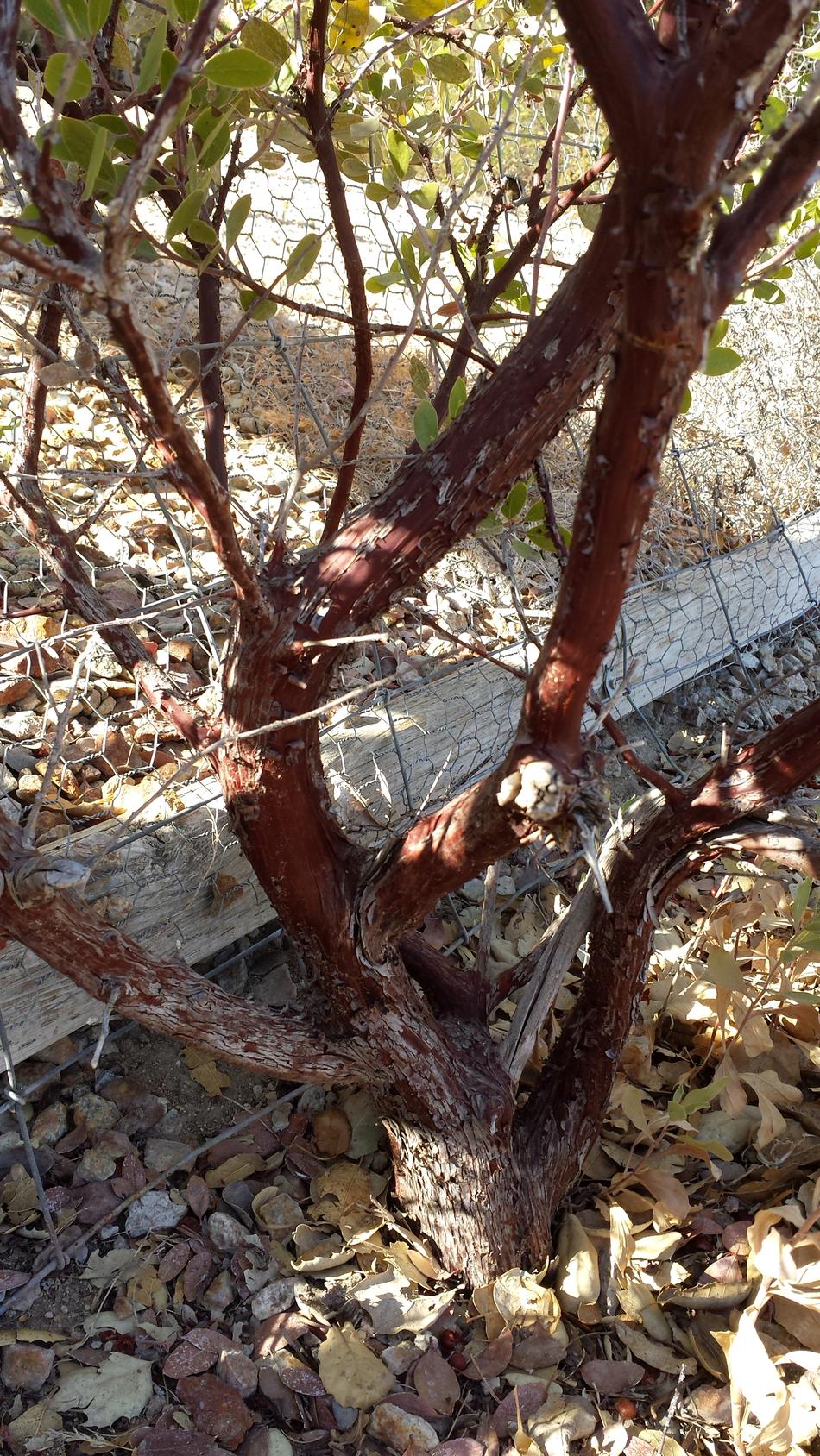 Arctostaphylos rudis 'Burton Beauty Manzanita', ShagBark Manzanita