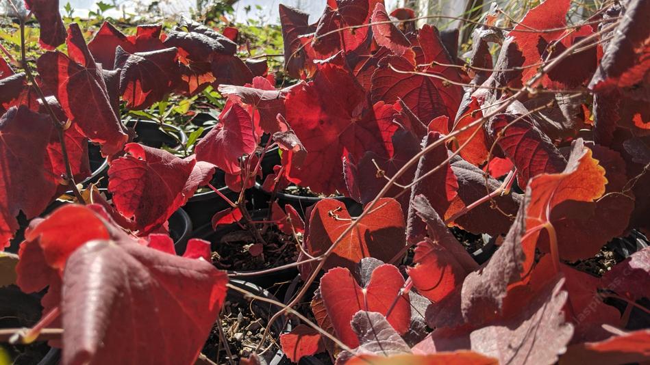 Vitis Rogers Red demonstrating rich red foliage color in containers.