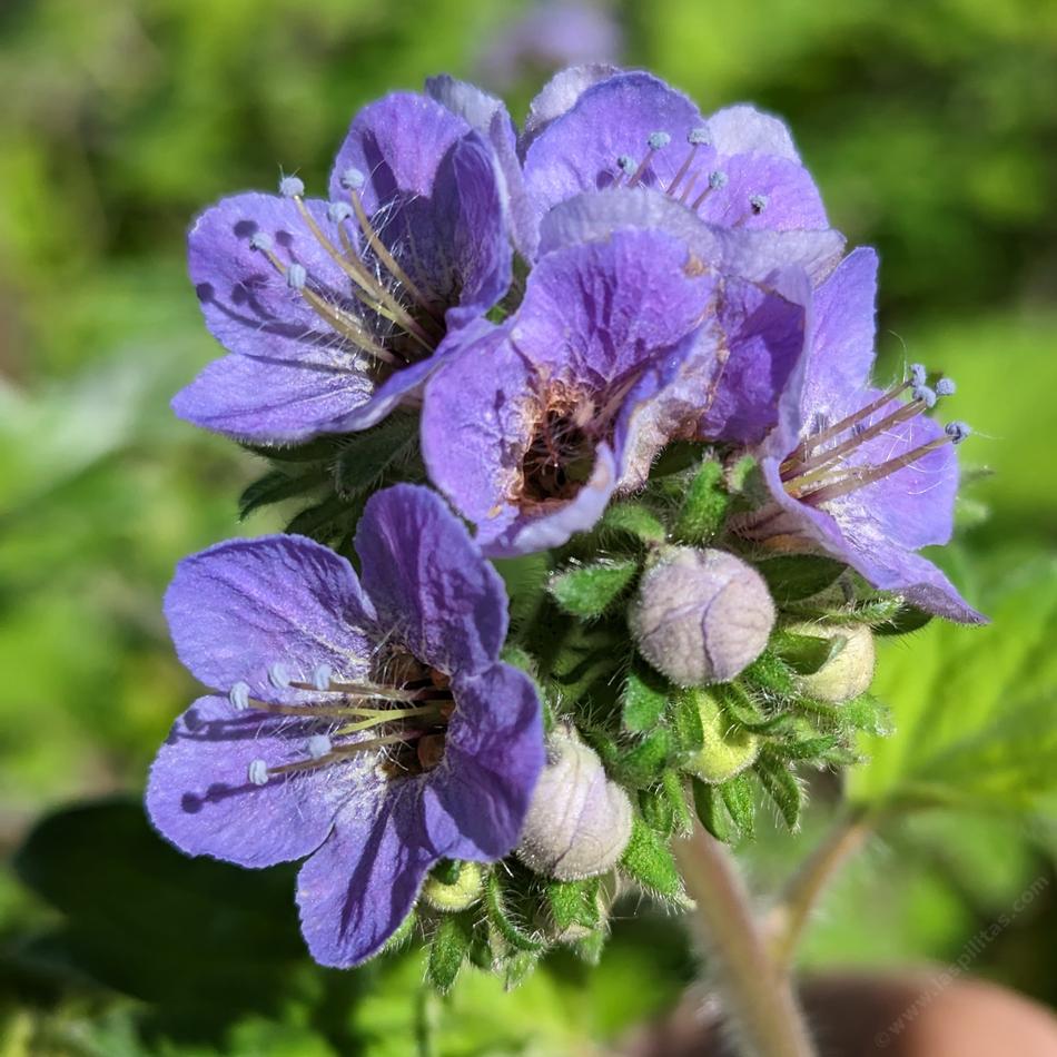 Close up of phacelia bolanderi's flower.