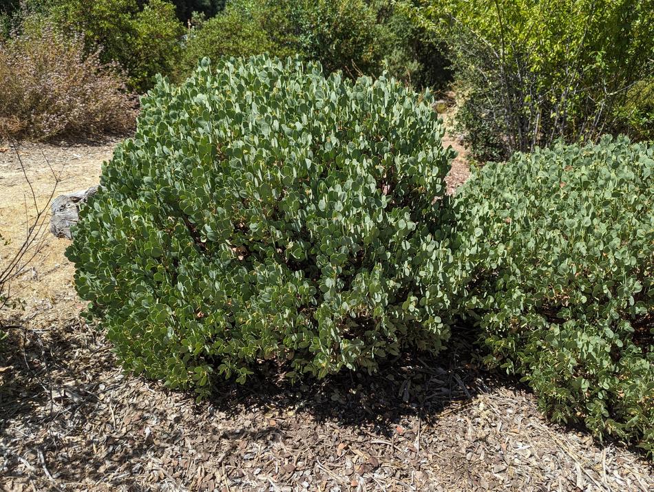 Arctostaphylos glauca Blue Corgi Manzanita in a hot, cold and very dry part of the garden.