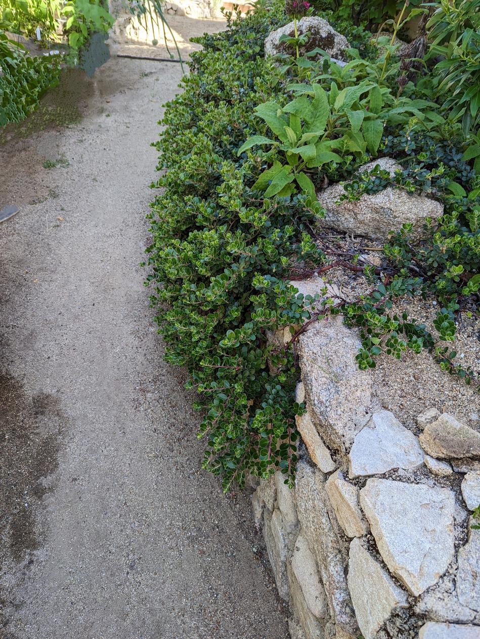 Arctostaphylos uva-ursi Point Reyes