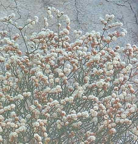 Eriogonum heermannii, Heerman Buckwheat with it's reddish white flowers. - grid24_24