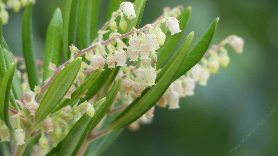 Summer Holly,
Comarostaphylis diversifolia ssp. planifolia, flower - grid24_24