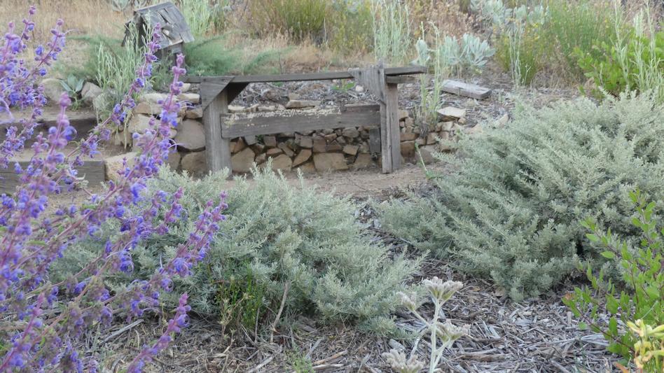 Artemisia californica 'Montara - grid24_24