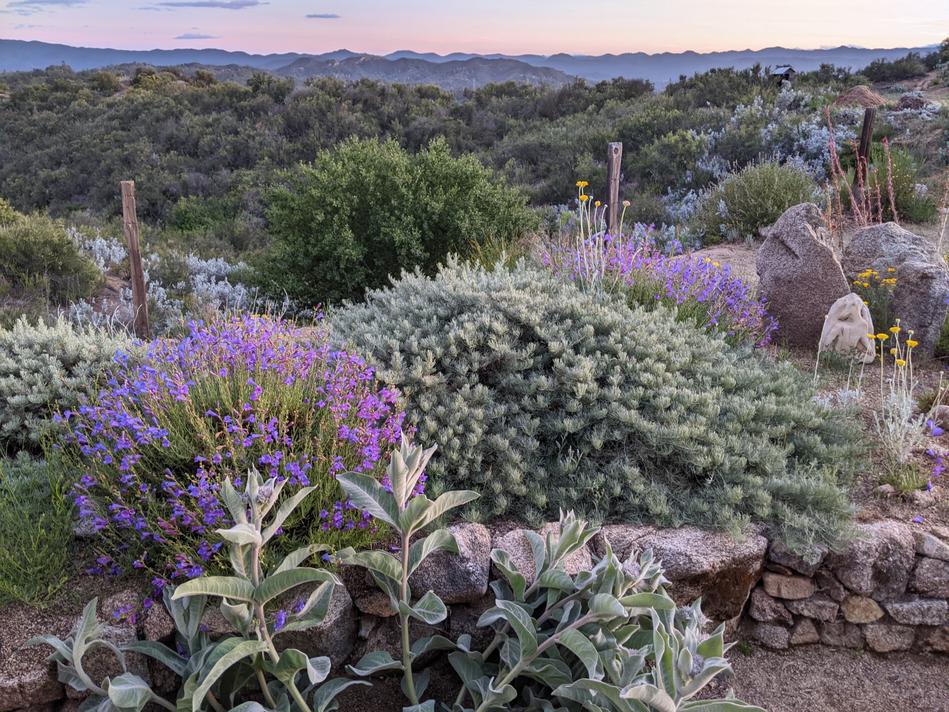 Canyon Gray Sagebrush, Artemisia californica 'Canyon Gray, with Margarita BOP Penstemon. - grid24_24