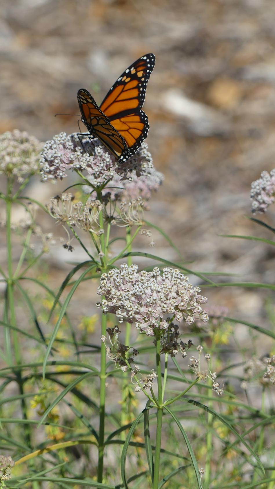 Monarch Butterfly, Danaus plexippus, on a Narrow-Leaf Milkweed flower. - grid24_24
