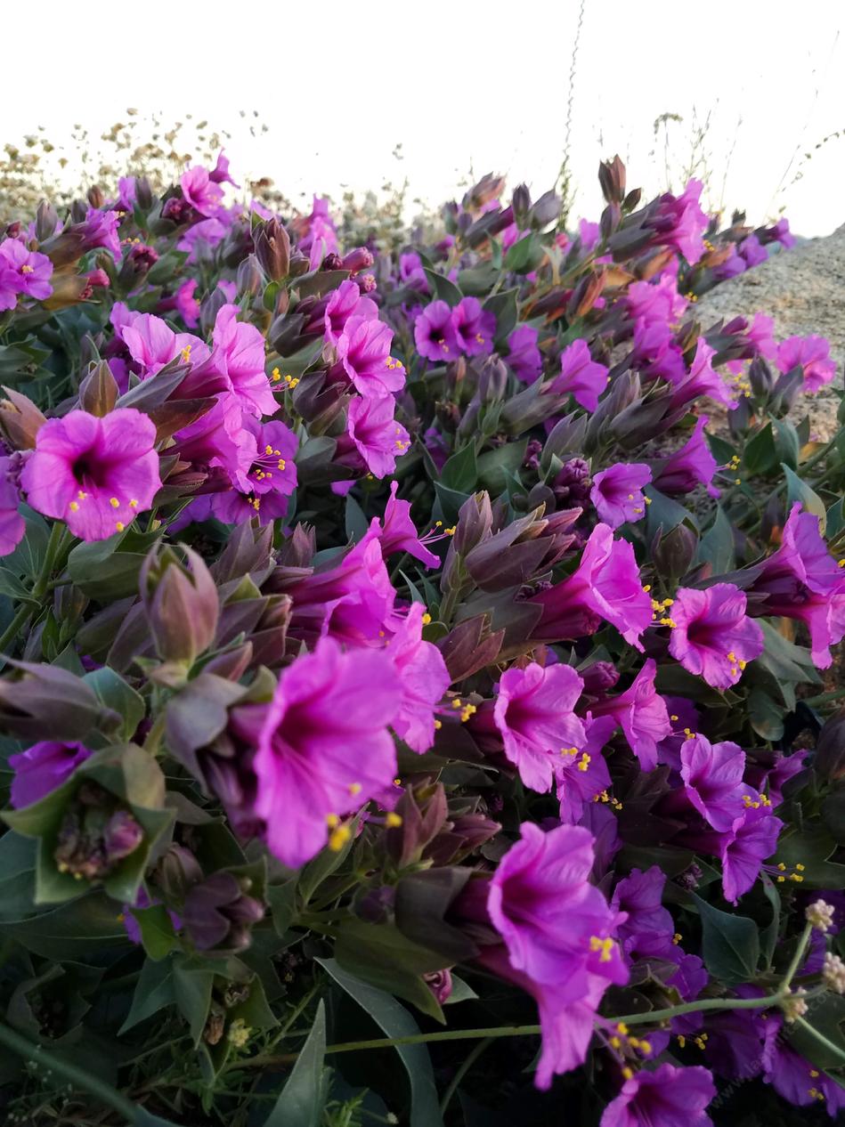 Mirabilis multiflora flowers from dusk to dawn. - grid24_24