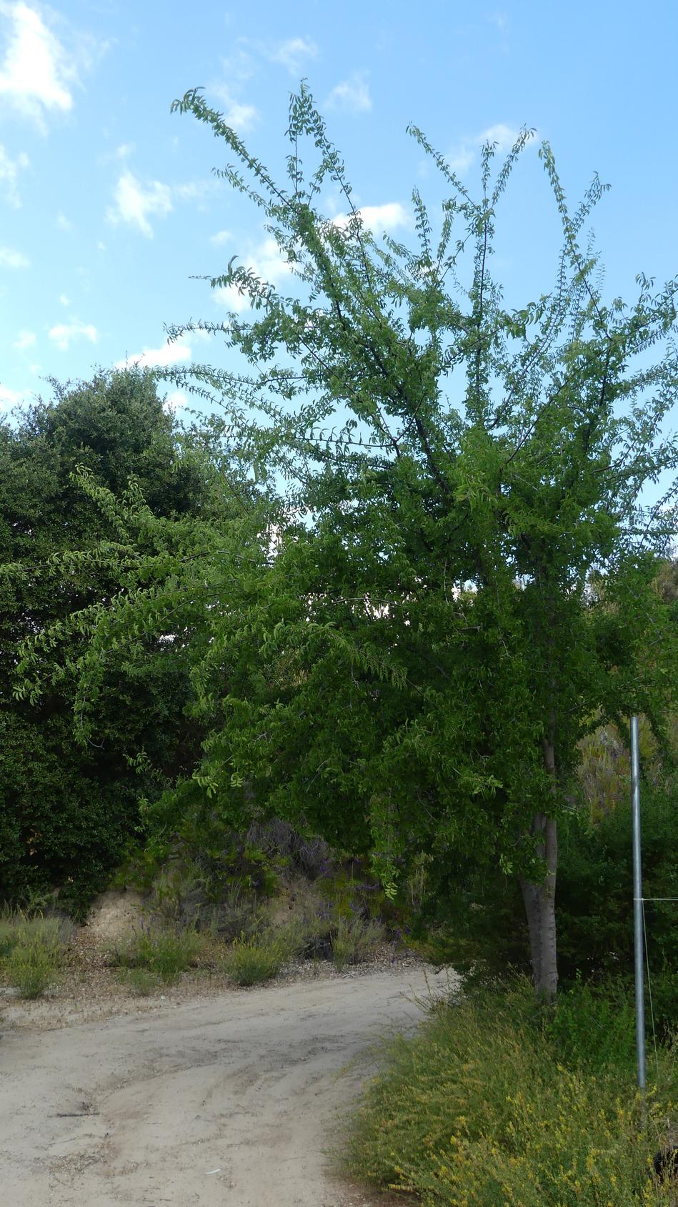 Hackberry is a very nice small tree for hot climates. - grid24_24