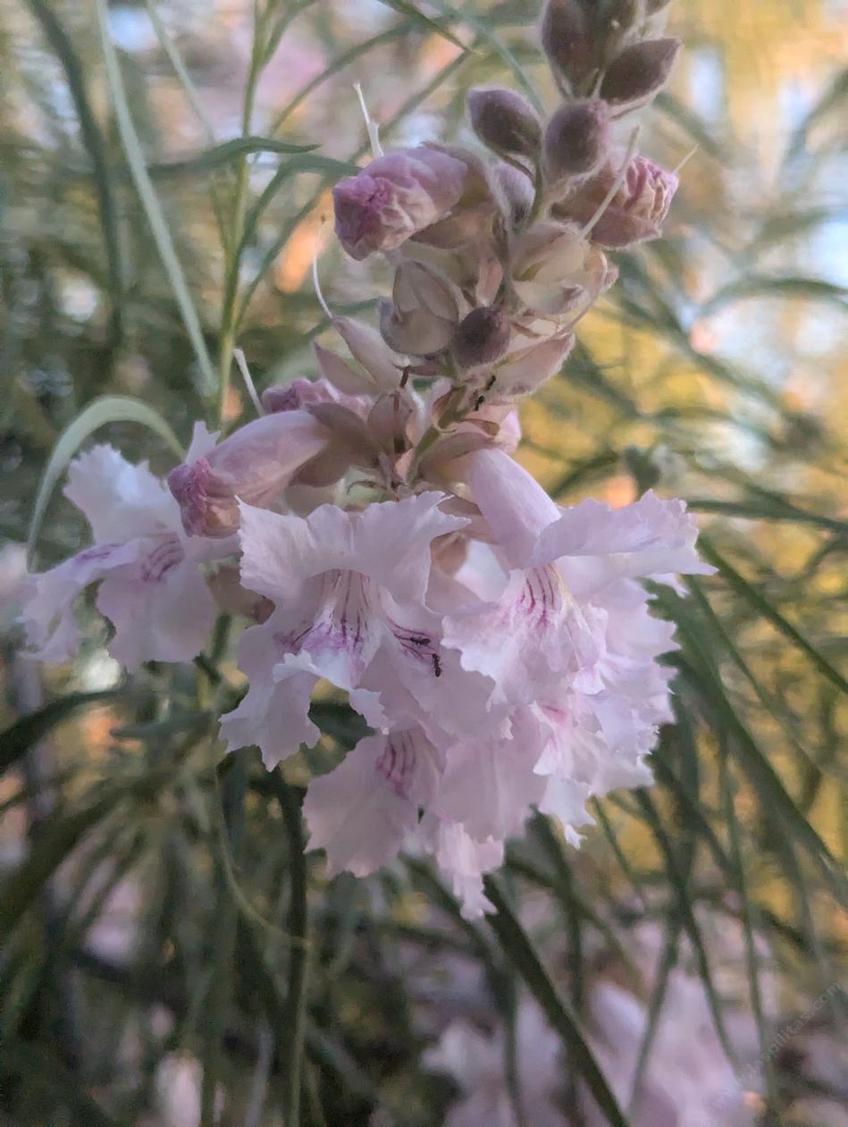 Flowers of Yucca Valley Desert Willow.  - grid24_24