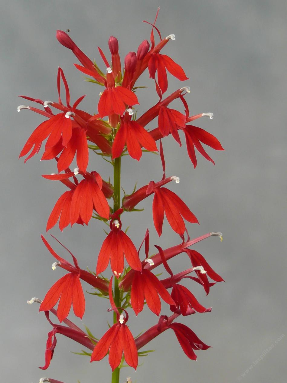 Lobelia cardinalis - grid24_24