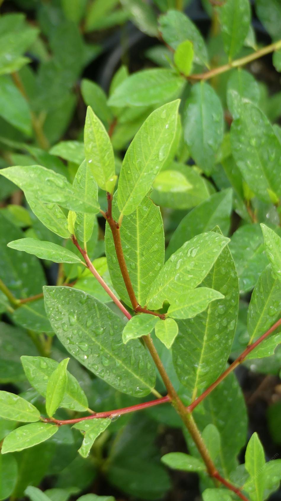 Tranquil Coffeeberry - grid24_24