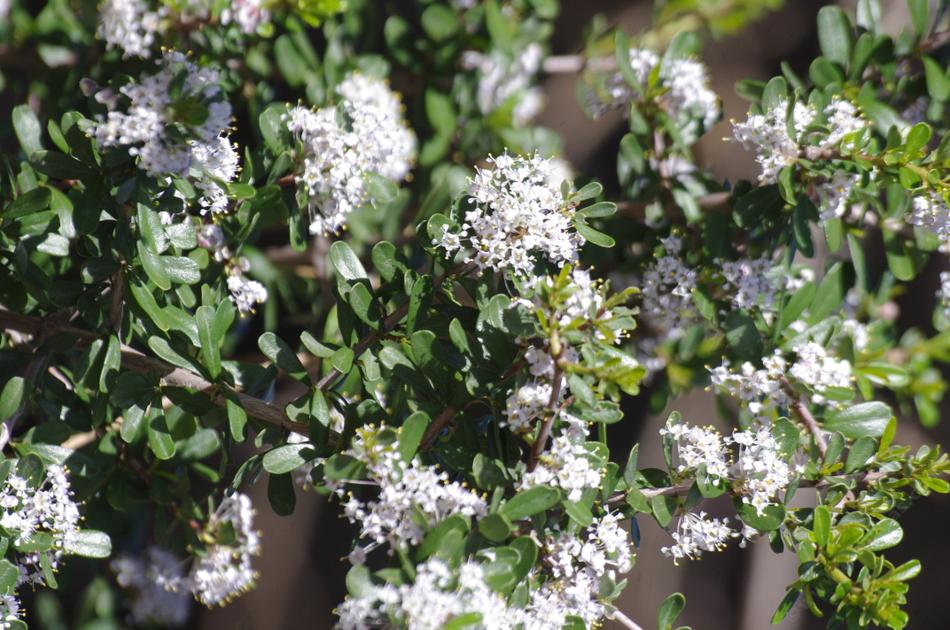 Ceanothus ramulosus in the ground in Santa Margarita