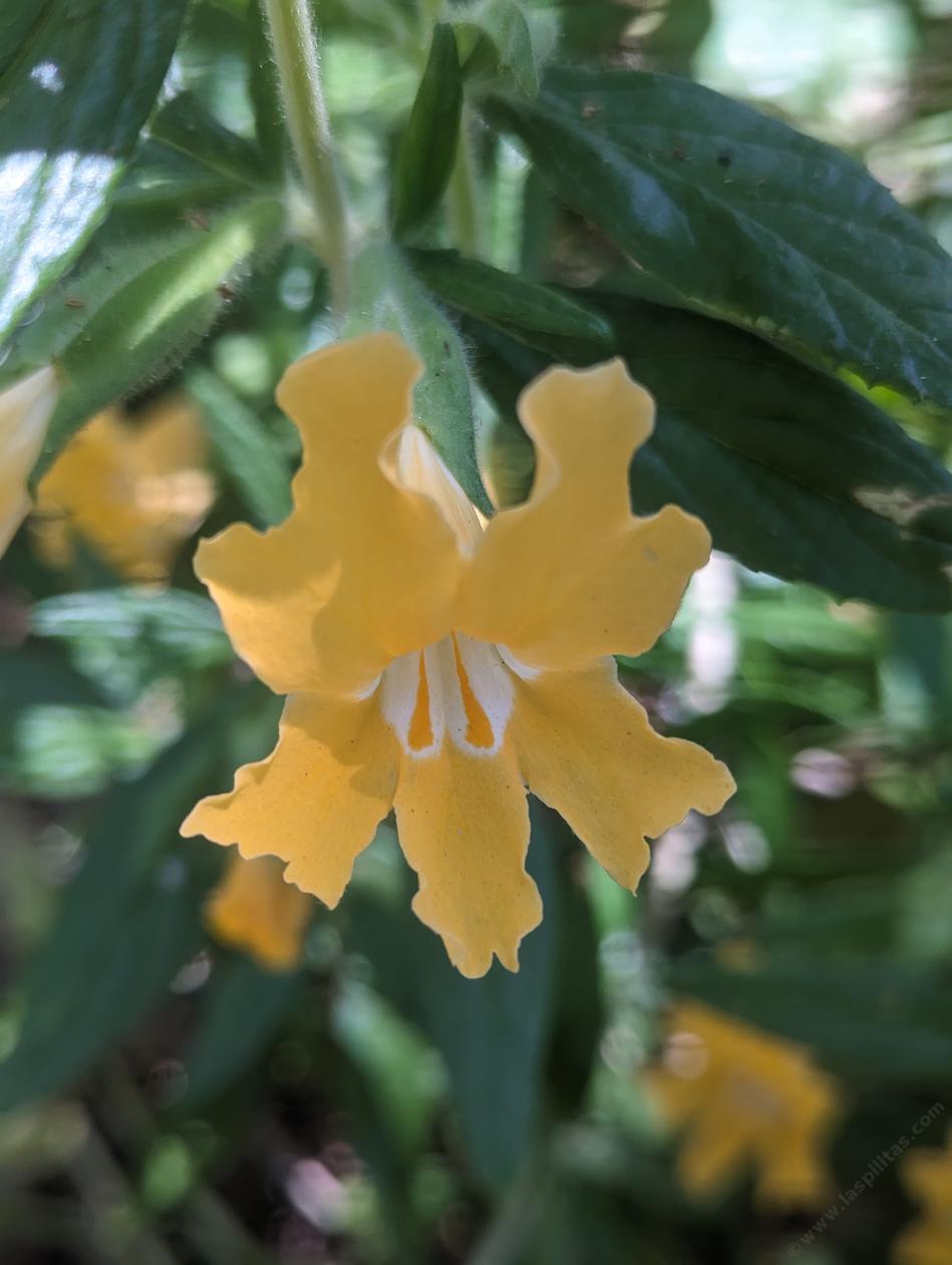 Mimulus 'Topanga' - grid24_24