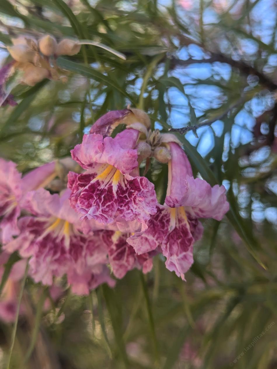Chilopsis linearis, Desert Willow flowers - grid24_24