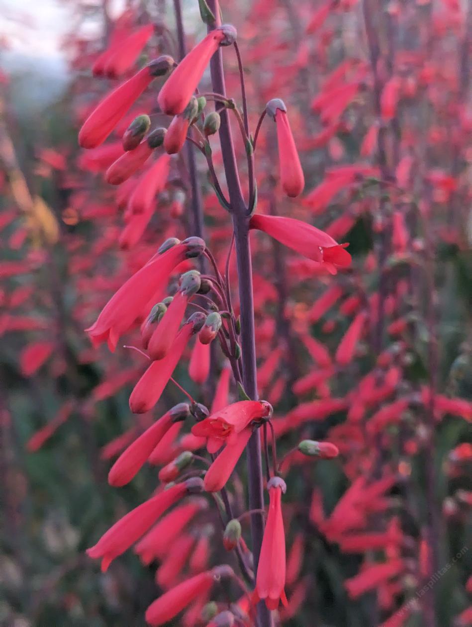 Scarlett Bugler has beautiful red tubular flowers  - grid24_24