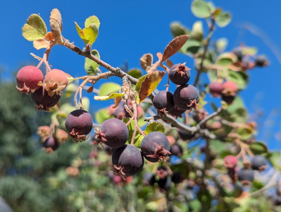 Amelanchier utahensis
Utah Service Berry. Is a favorite of birds. - grid24_24