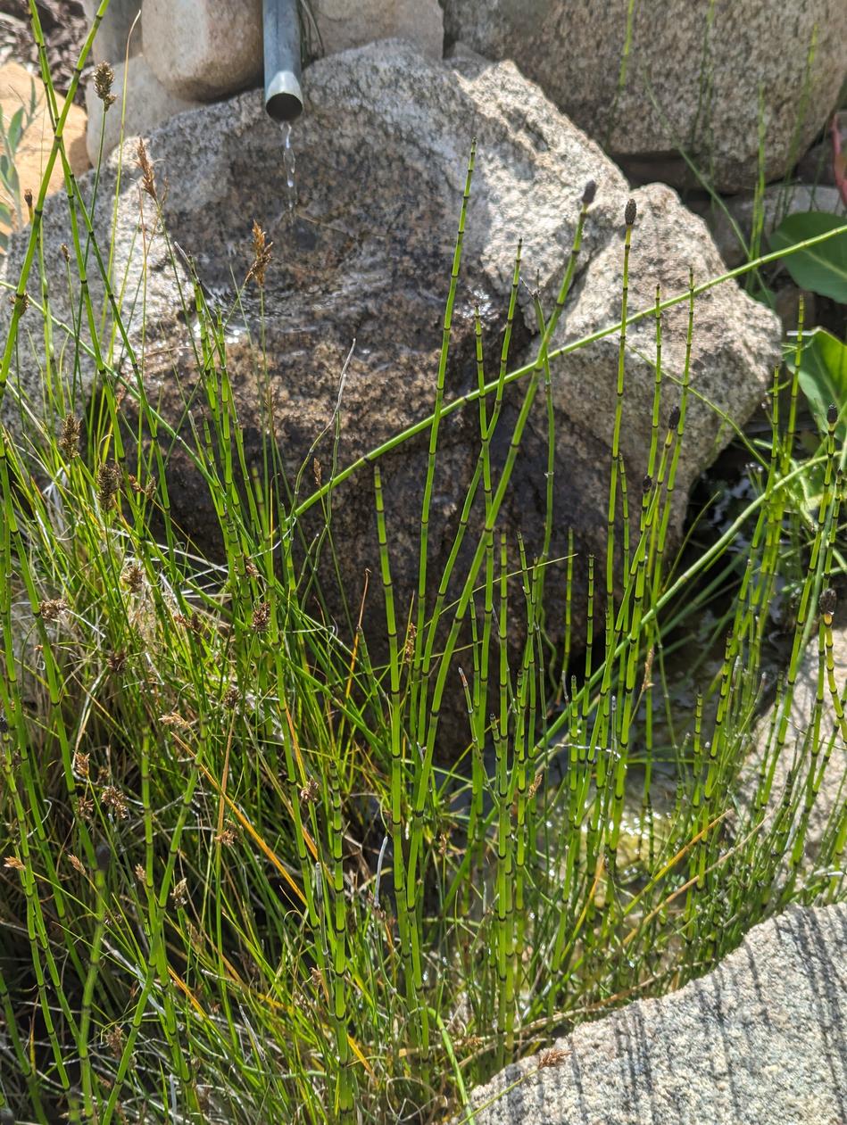 Equisetum kansanum
Dwarf Horsetail. - grid24_24