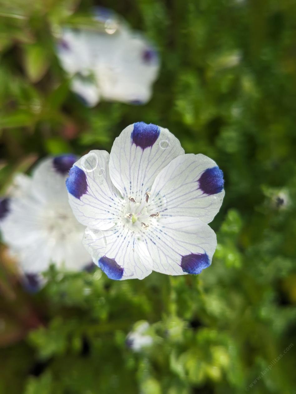 Fivespot, Nemophila maculata.  - grid24_24