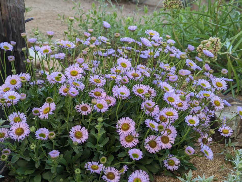 Erigeron glaucus x 'Wayne Roderick Daisy' is great for a butterfly garden - grid24_24