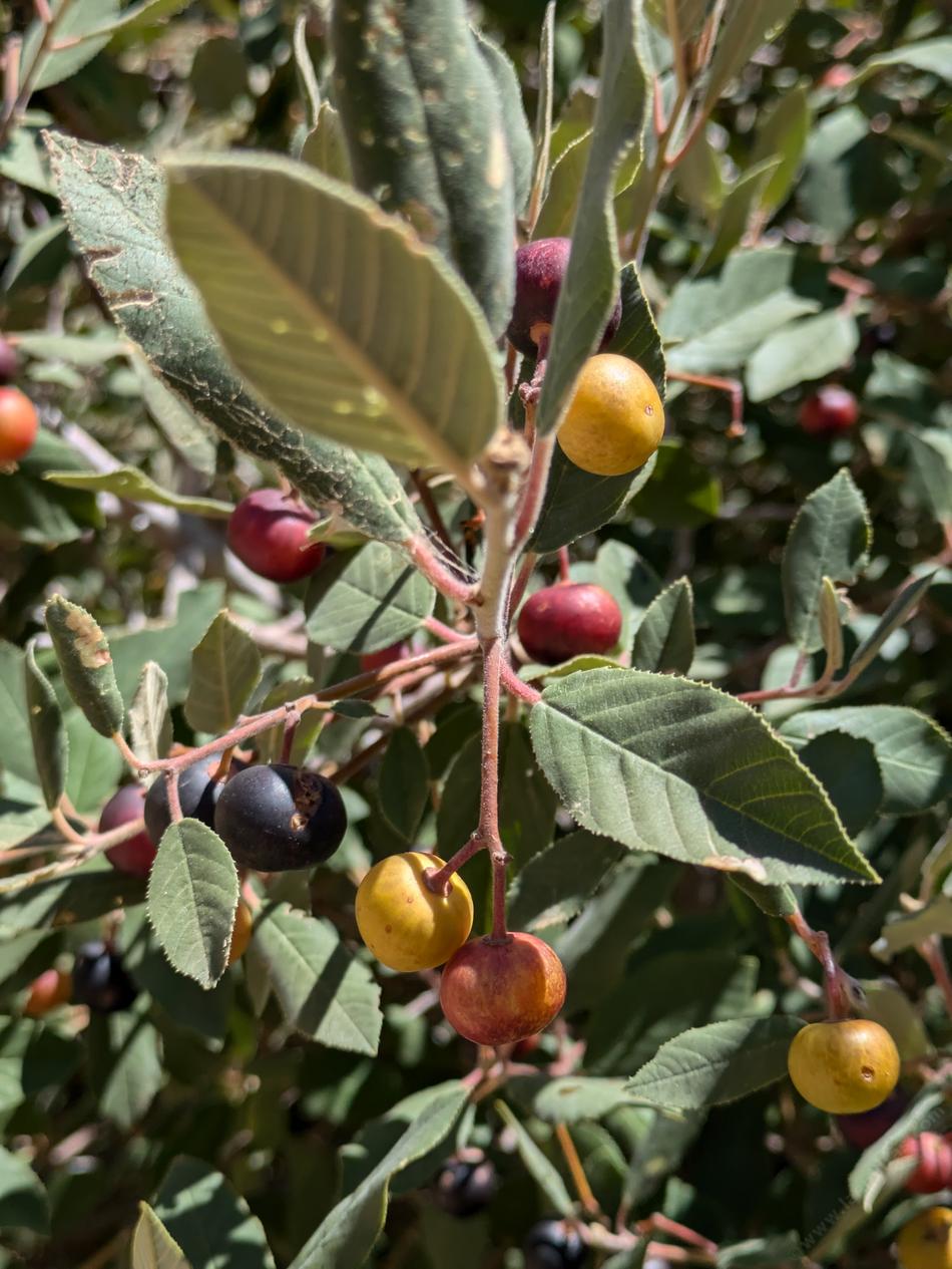 Hoary Coffeeberry
Frangula californica ssp. tomentella - grid24_24