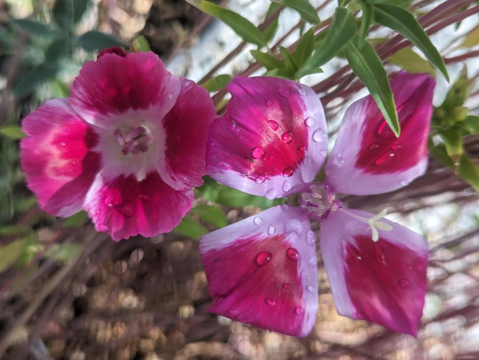Clarkia amoena
Farewell-to-spring - grid24_24