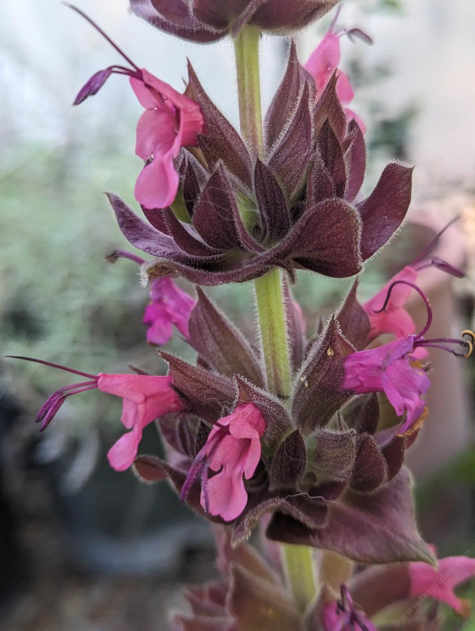 Salvia sparhacea 'Topanga'
Close up multi colored pink flowers - grid24_24