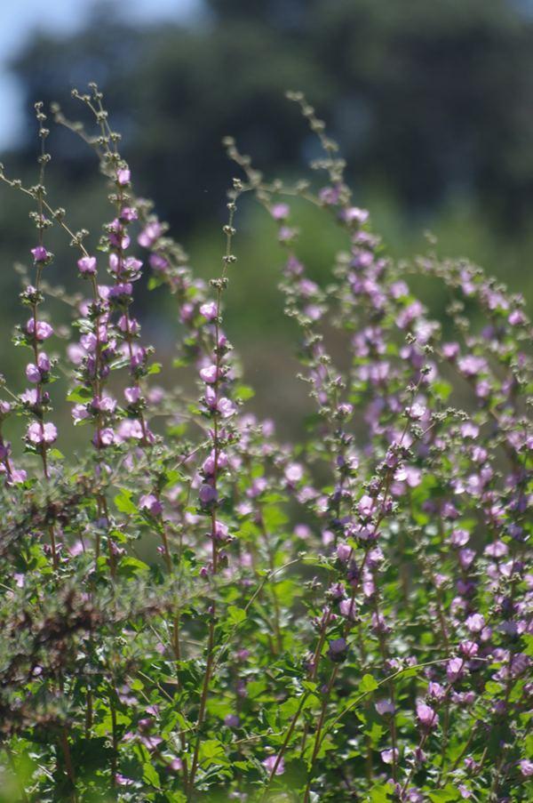 Bush Mallow Malacothamnus fasciculatus, Bush mallow.