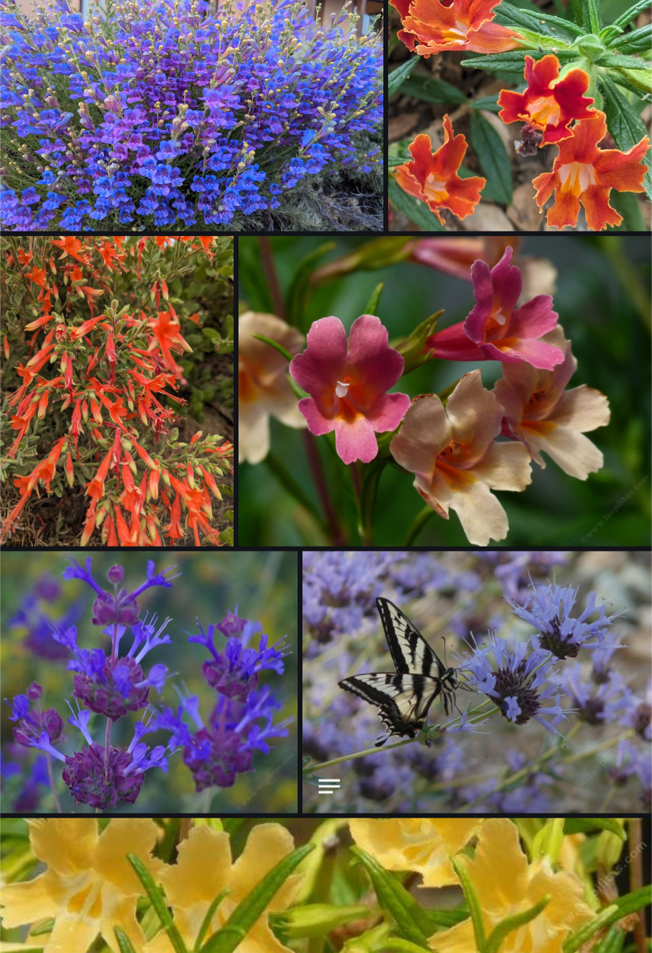 How to Design a Native Plant Garden Las Pilitas: Expert Tips