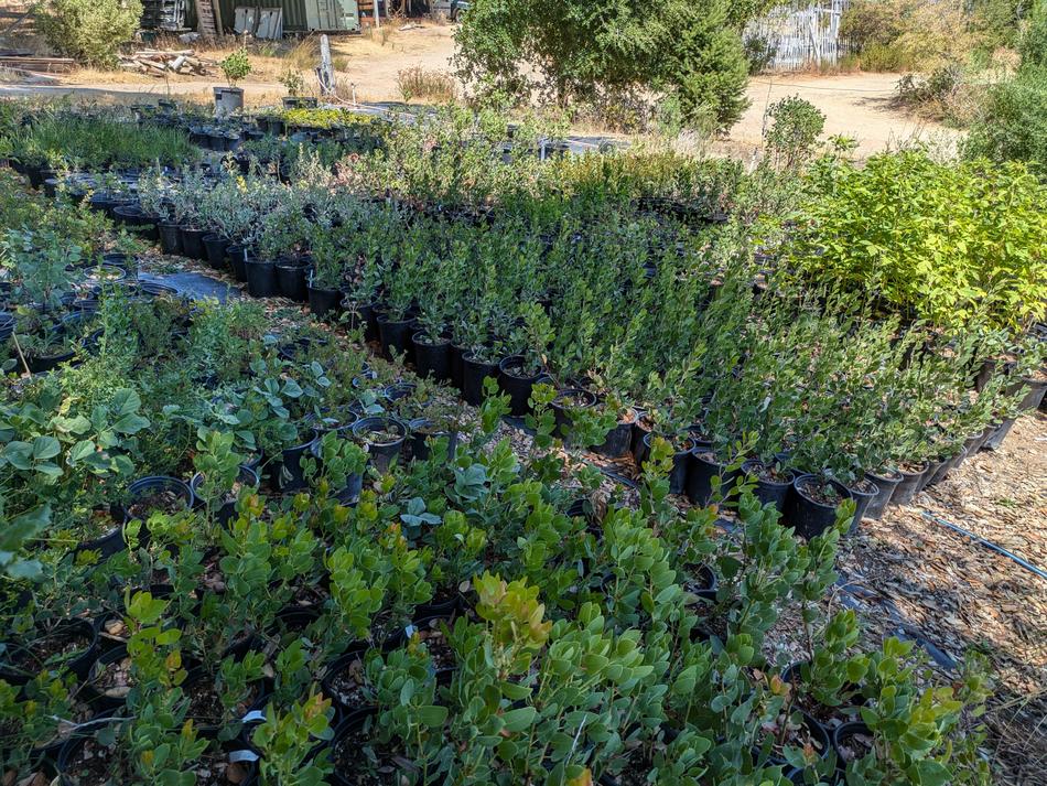 how-to-design-a-native-plant-garden-las-pilitas-expert-tips-garden
