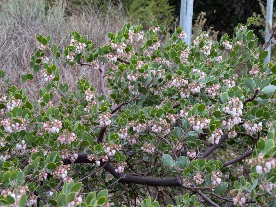 Big Sur flowers - grid24_24