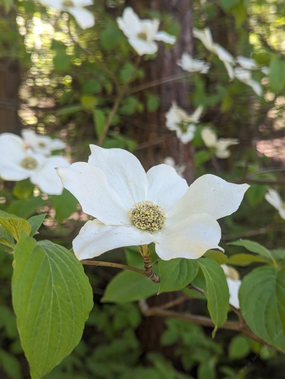 Mountain dogwood flower - grid24_24