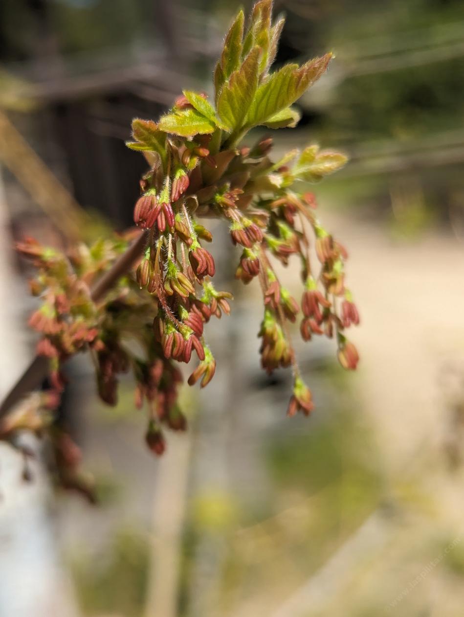 Bert's Toy Box catkins  - grid24_24