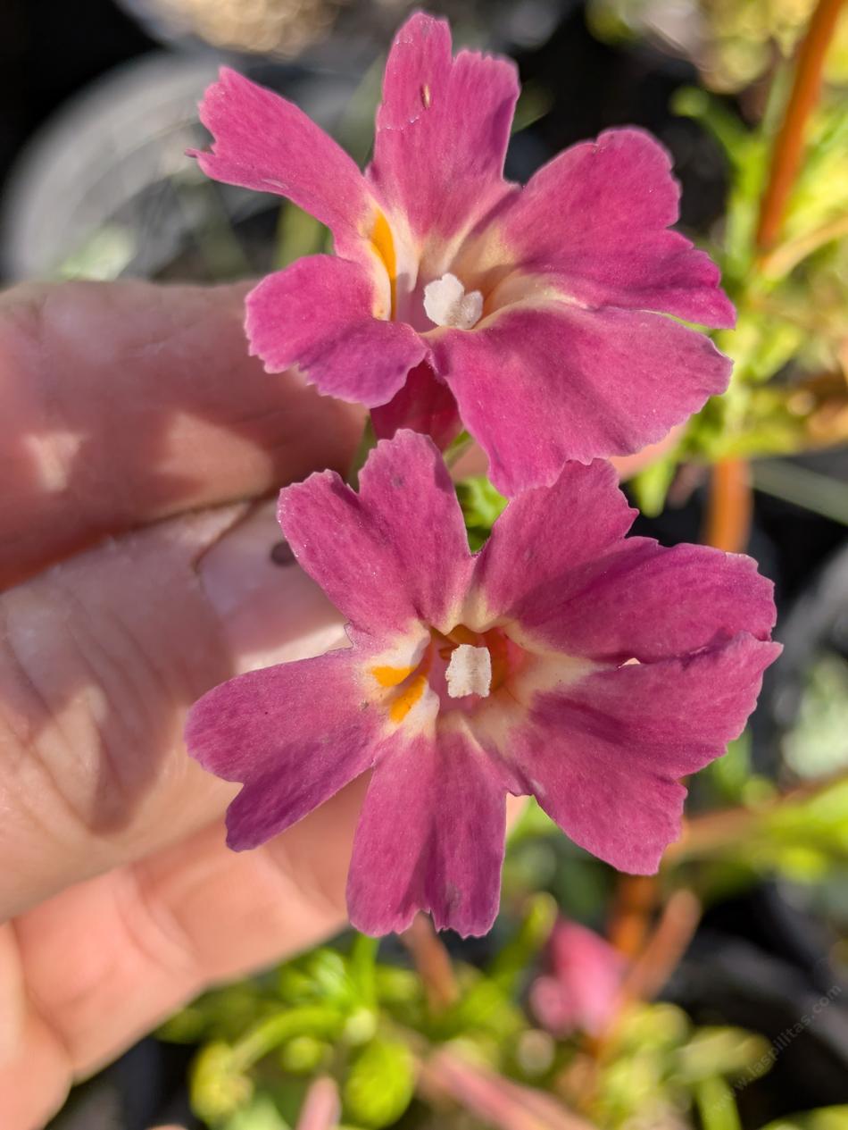 Pink monkey - grid24_24