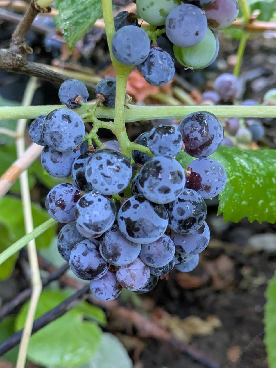 Fruit of the Rogers Red Grape - grid24_24