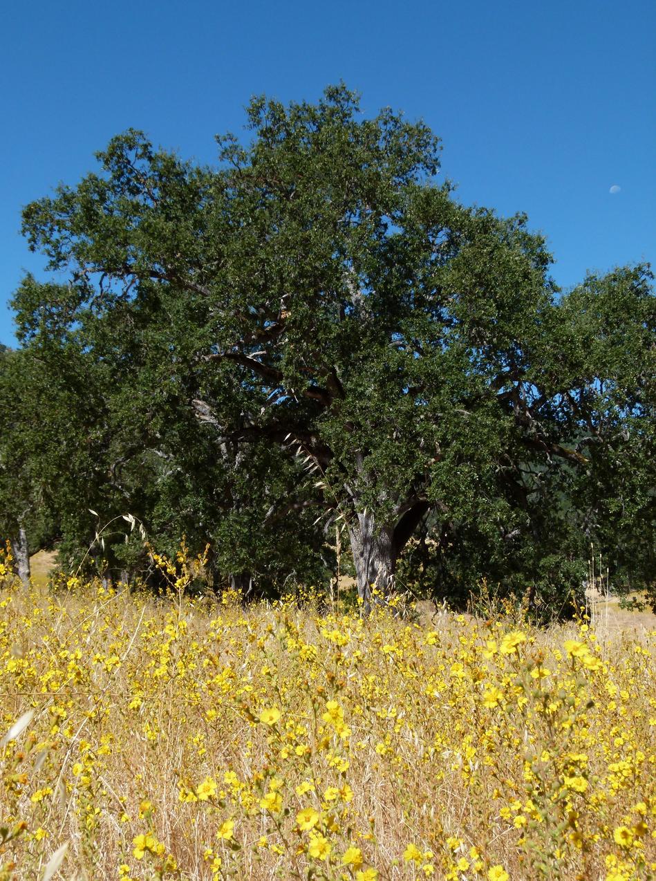 Clustered Tarweed in a field.  - grid24_24