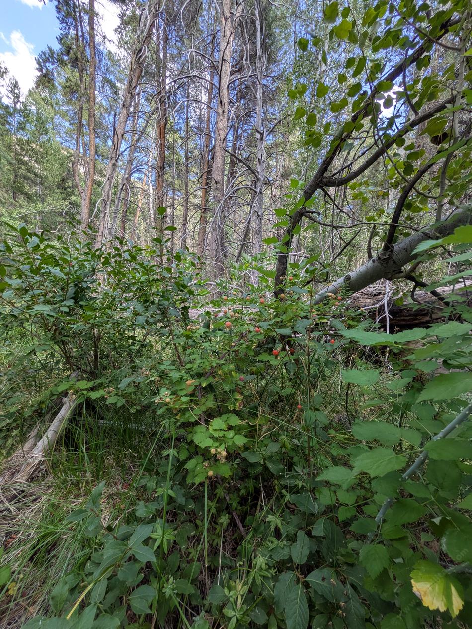 Western Raspberry growing with Aspens along the edge of a mountain meadow.  - grid24_24