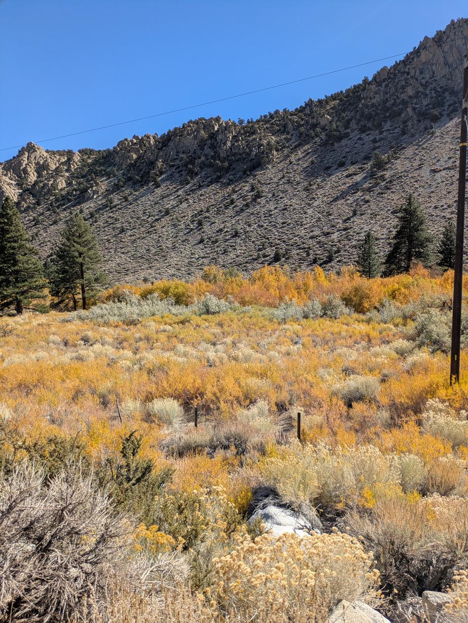 Silver Buffalo berry in a sea of fall color, Eastern Sierras - grid24_24