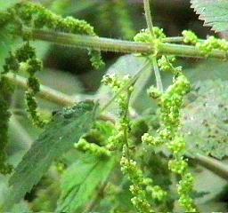 Urtica holosericea Hoary Nettle