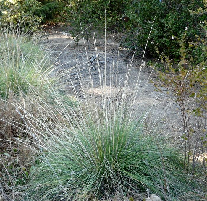 Muhlenbergia rigens,  Deer Grass, is shown here with flowering stalks on the edge of a garden path. This native grass has all sorts of uses.