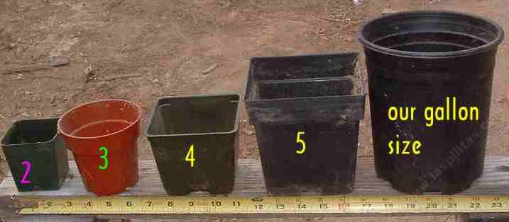 Nursery Container Sizes Chart