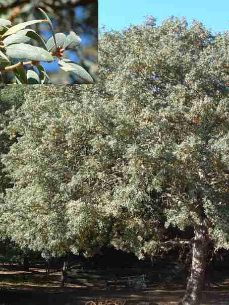 Quercus douglasii, Blue oak tree