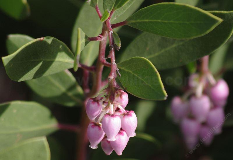 Arctostaphylos patula, Greenleaf Manzanita.